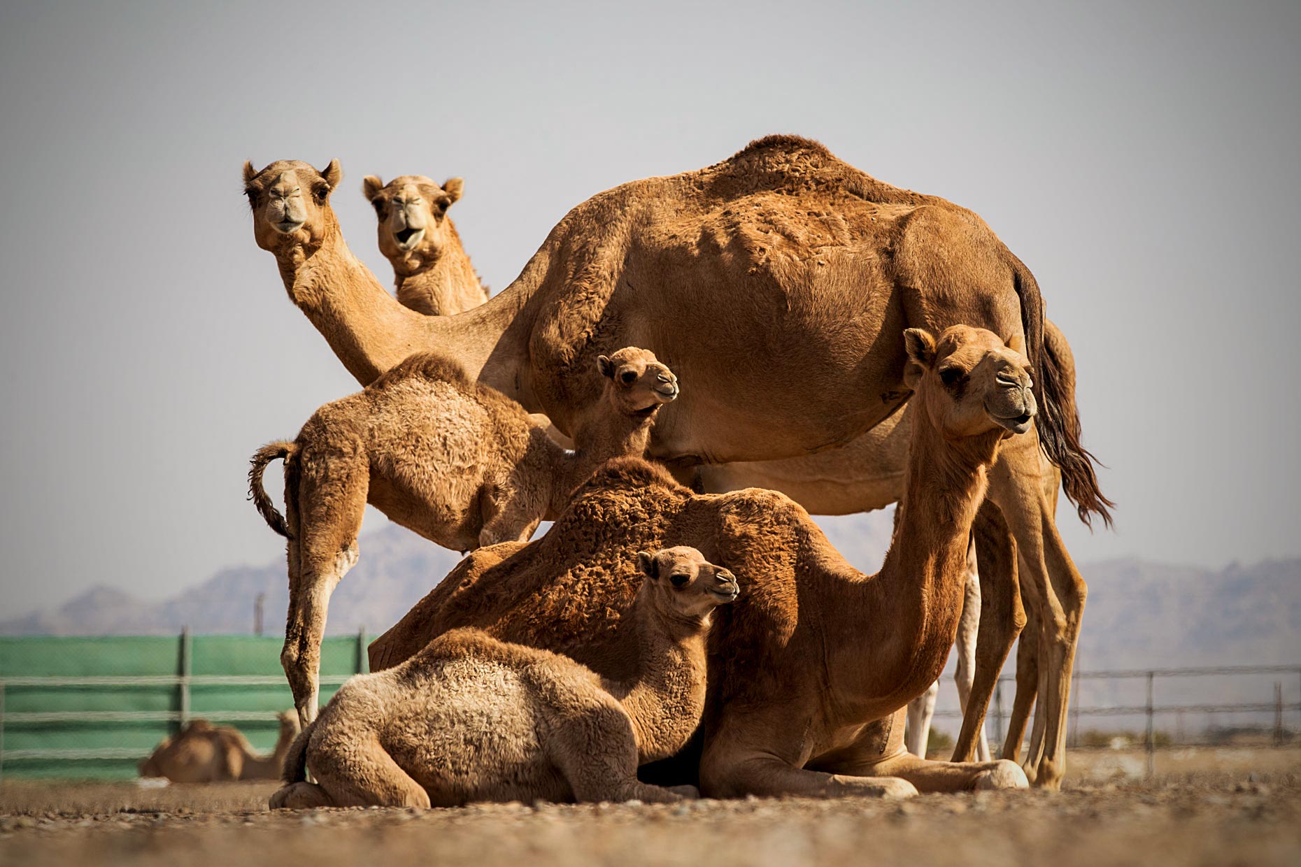 Wouter-Kingma-Web-Camel-Library-14