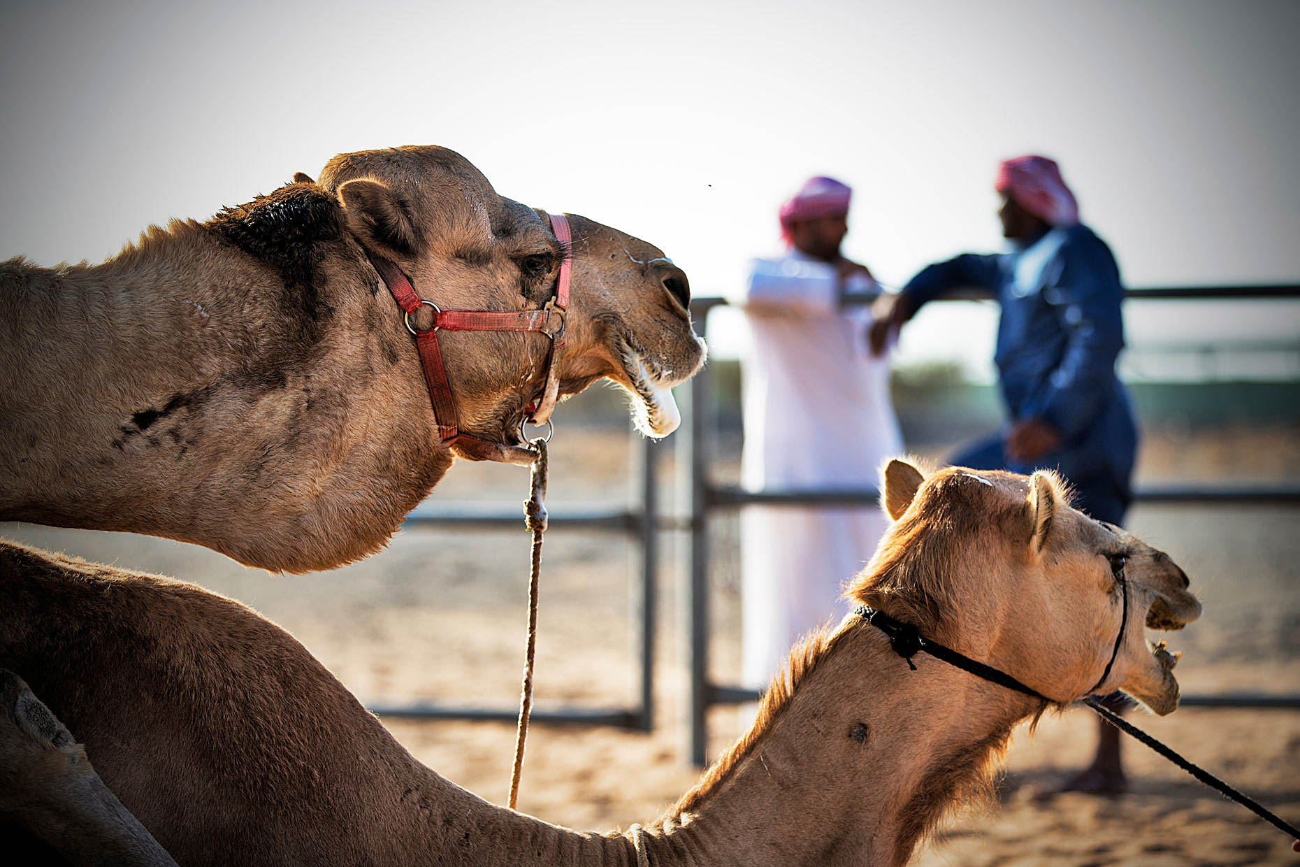 Wouter-Kingma-Web-Camel-Library-26