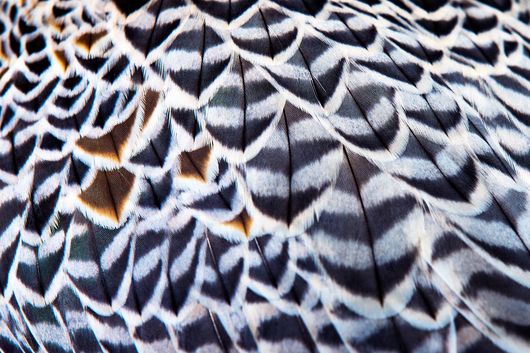 Wouter Kingma - falcons of arabia103