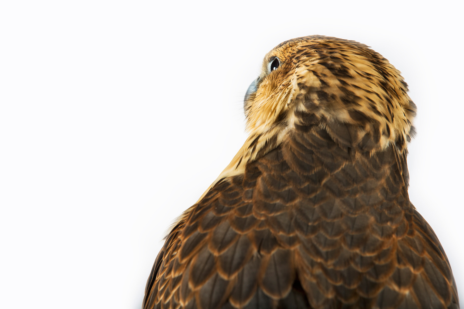 Wouter Kingma - falcons of arabia105