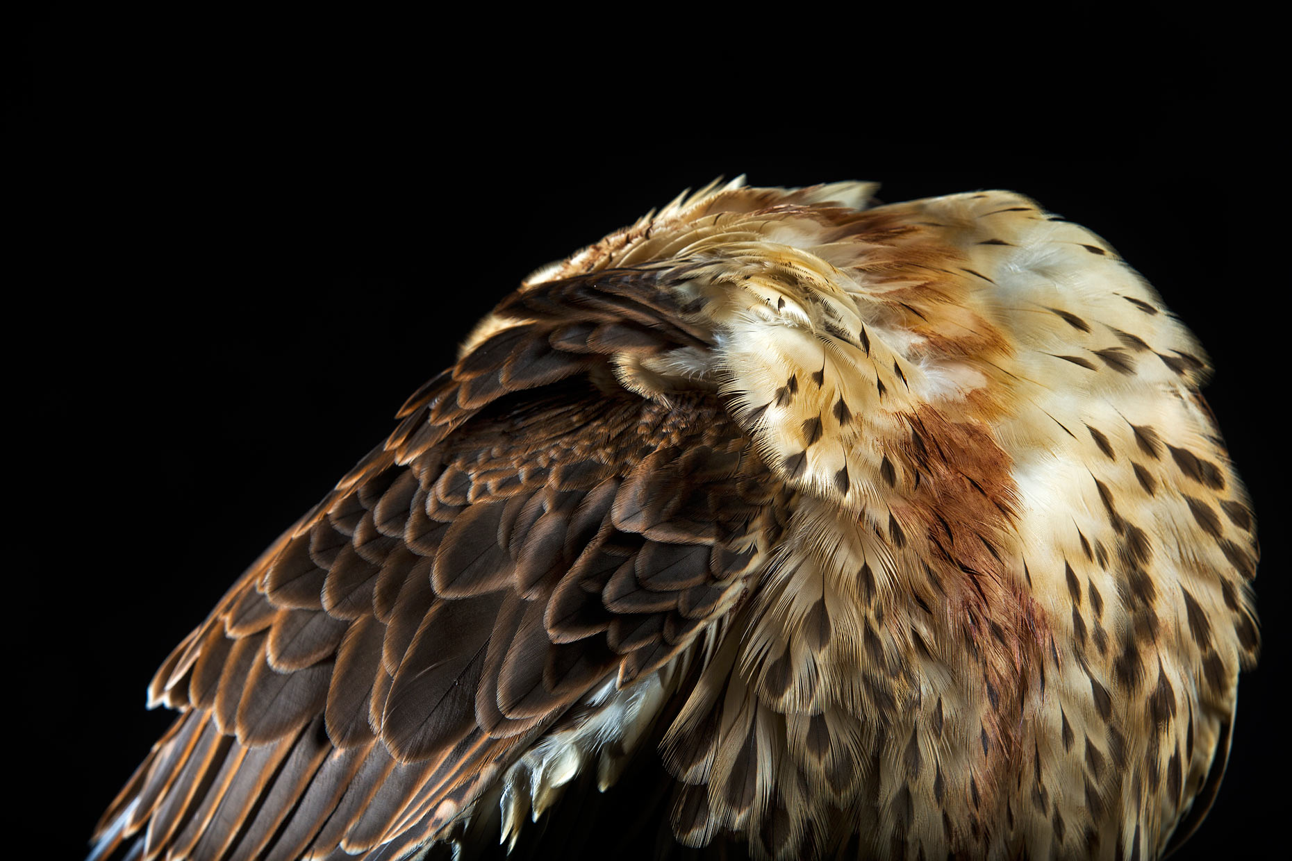 Wouter Kingma - falcons of arabia106