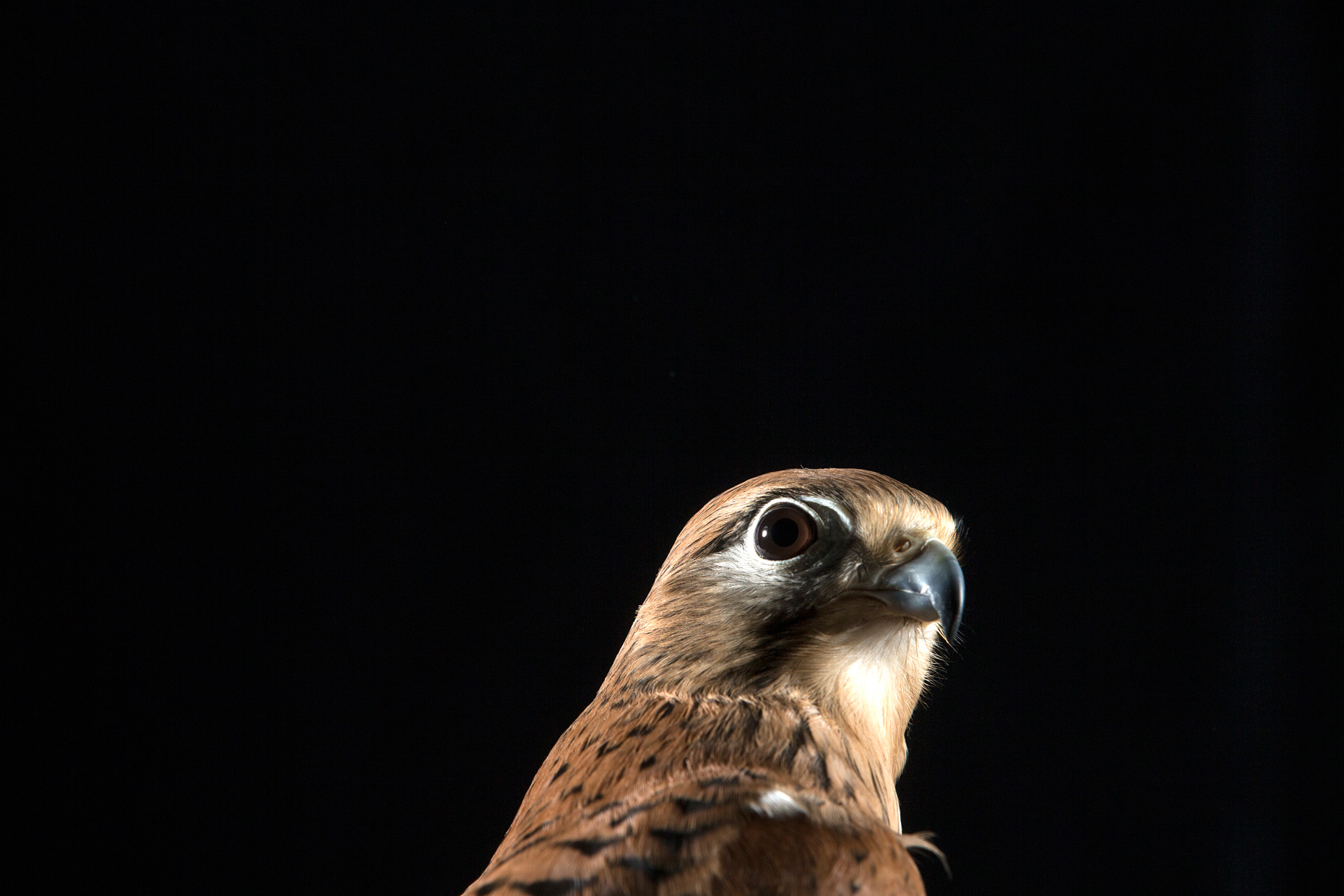 Wouter Kingma - falcons of arabia111