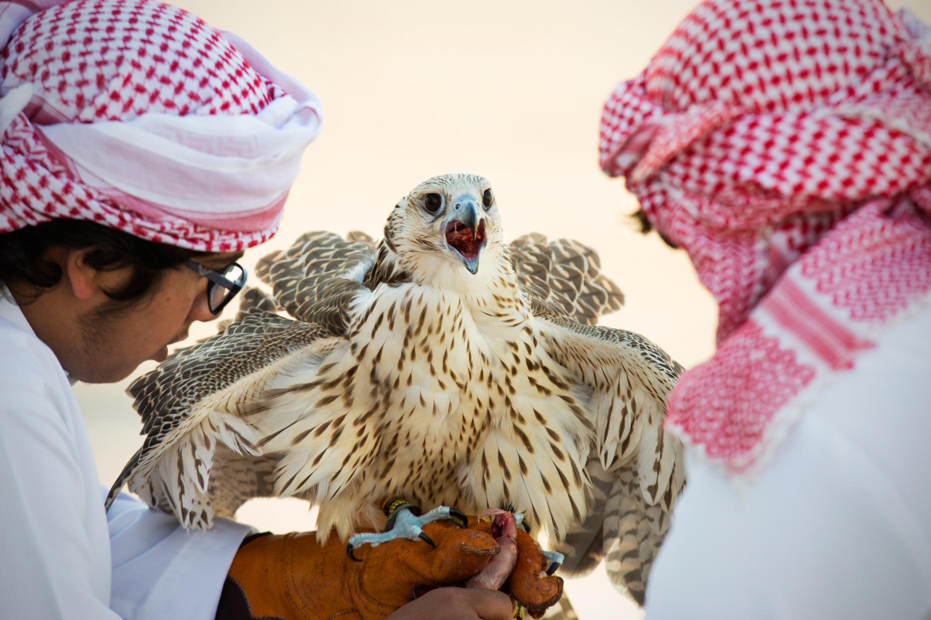Wouter Kingma - falcons of arabia113