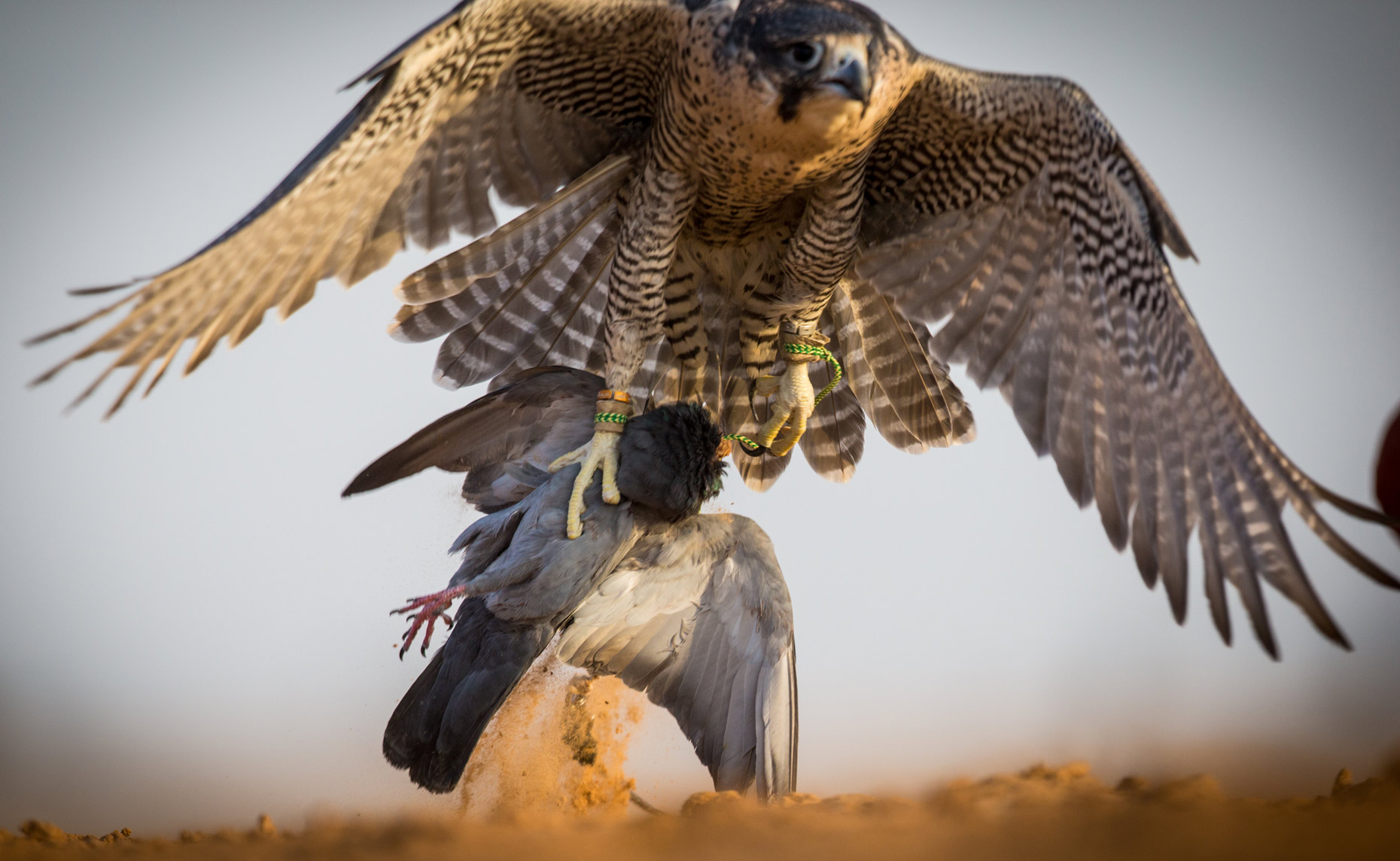 Wouter Kingma Falcons of Arabia 11